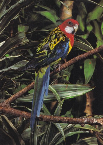 Cartolina uccellino - -,