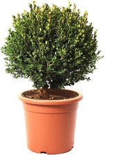 Bosso Sfera Pianta Ornamentale