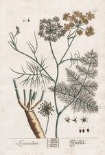 Foeniculum Finocchio Spezia