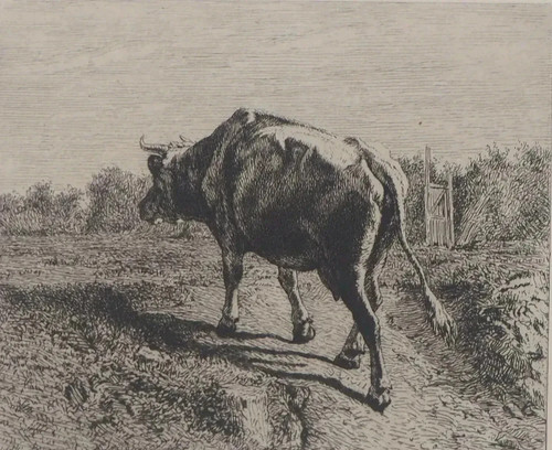 Costante troyon mucca un - costante, troyon: