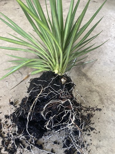 Yucca live plant - yucca,