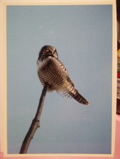 Hawk-Owl surnia ulula postcard