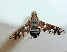 Tiger Bee Fly: Xenox tigrinus