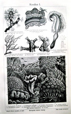 1902 Antica Litografia:CORALLI MARINI.Tav I-II.VARIA TIPOLOGIA..MEYERS.AETNA