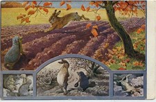 20033017 - Il coniglio e il