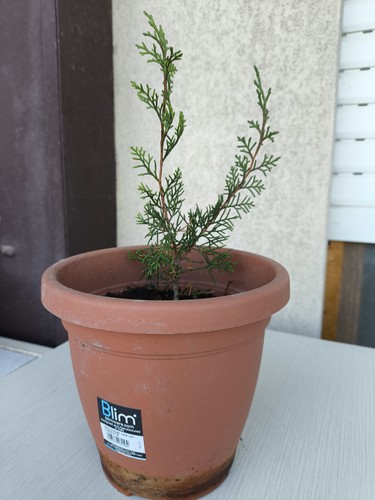 Vari pre bonsai - pre,