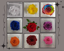 Rosa eterna Rose stabilizzate Idea regalo Fiore vero vari colori misura 8 x 8