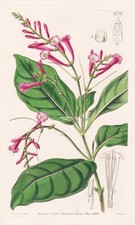 Salpixantha Coccinea Incisione