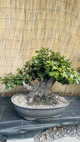 Pre bonsai leccio yamadori - bonsai, yamadori!