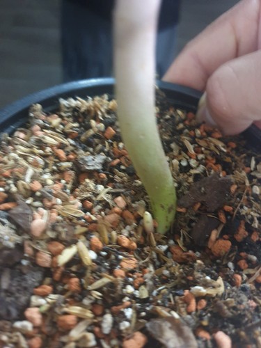Vendo zamioculcas - vendo,