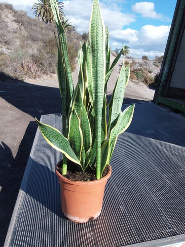 Sansevieria trifasciata