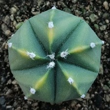 Astrophytum capricorn X Nudum