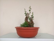 BONSAI CRATAEGUS