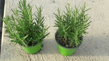 PIANTA DI ROSMARINO ERETTO