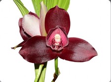 Lycaste Andres Eljuri Maroon