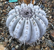 Copiapoa Species Mix  10 Seeds