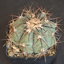 Echinocactus horizonthalonius