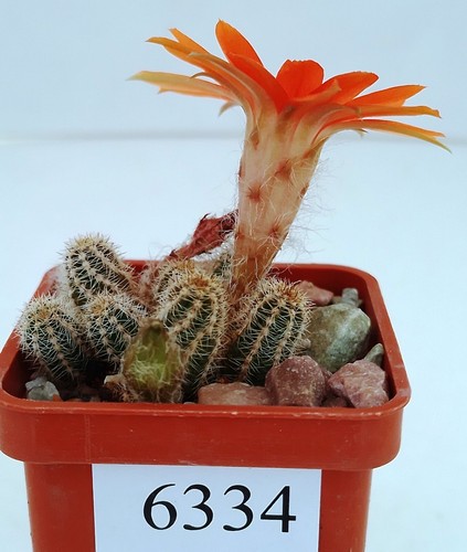Chamaecereus silvestrii 6334 - chamaecereus,
