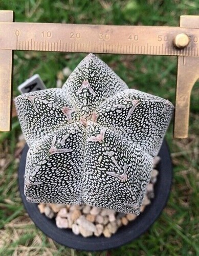 Piante cactus astrophytum - piante,