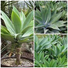 10 semi di agave attenuata , piante succulente, piante grasse,seed succulents
