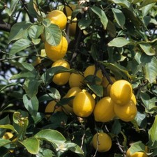 Piante di limone (Citrus limon