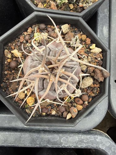 Gymnocalycium hossei pianta