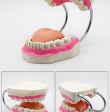 Denti Dentali Giganti Modello