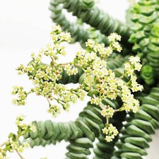 2 Talee CRASSULA-MARNIERIANA, Senza ne vaso ne radici: da radicare FOTO WEB