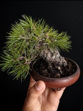 Bonsai pino nero giapponese - bonsai,
