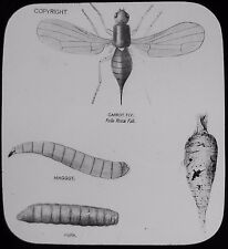 Glass Magic Lantern Slide