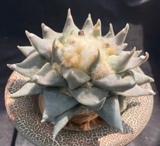 Sale Rare Cacti Ariocarpus
