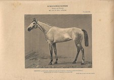 Stampa antica CAVALLA IEMENDRIA FATTRICE PUROSANGUE 1900 ca. Antique print