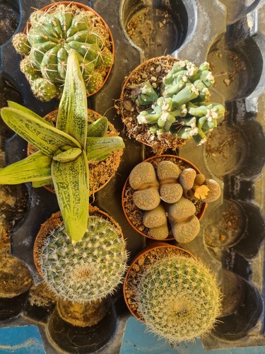 Piante grasse cactus - piante,
