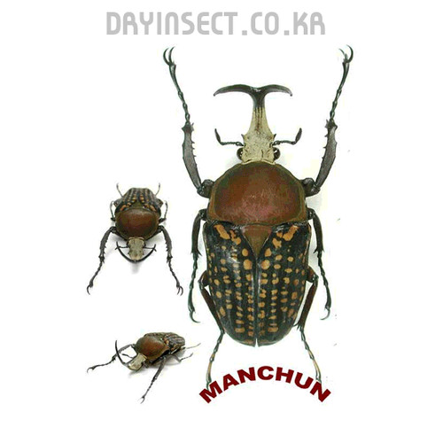 Cetonidi mecynorhina harrisi - cetonidi:,
