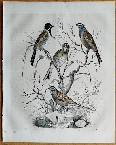 Uccellini ammer libro del - uccellini,