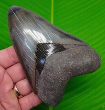 DENTE DI SQUALO MEGALODONTE