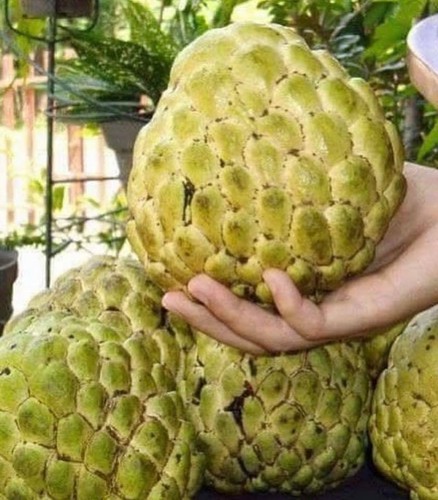 200 semi annona squamosa - 20-200,