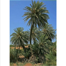 10 semi di palma da dattero cretese Phoenix teophrasti semi di palma + regalo 