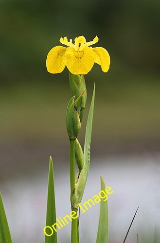 Photo 6x4 yellow flag - photo,
