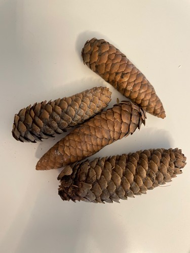 Pigne vere naturali - naturali, abete