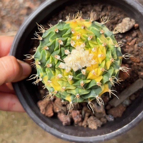 Pianta succulenta cactus - succulenta,