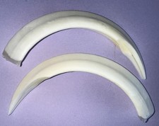 ZANNE DI CINGHIALE MAREMMANO