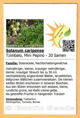 Solanum caripense mini - caripense,