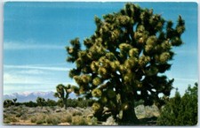 Cartolina - Albero di Giosuè