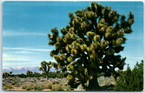 Postcard joshua tree yucca - tree, (yucca