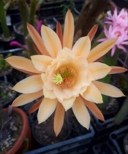 Hildewintera moccia Plant Rare