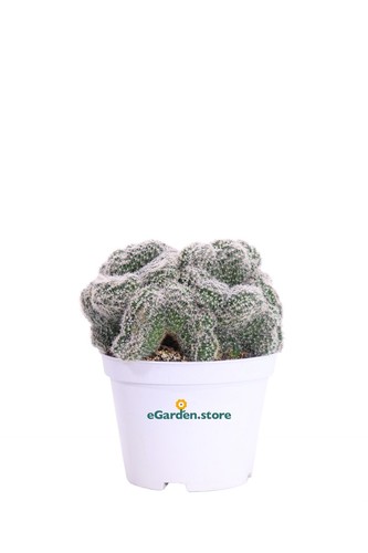 Pianta chamaecereus - di,