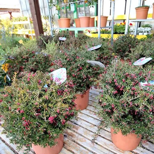 Grevillea poorinda rondeaù - poorinda,