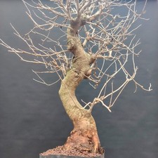 pre Bonsai White Mulberry 80