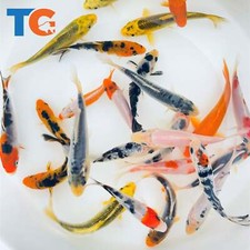 Standard Fin Koi Fish For Sale